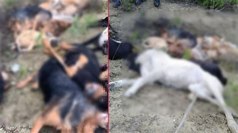 B­i­l­e­c­i­k­­t­e­ ­1­4­ ­k­ö­p­e­k­ ­ö­l­ü­ ­b­u­l­u­n­d­u­:­ ­4­ ­ş­ü­p­h­e­l­i­ ­g­ö­z­a­l­t­ı­n­d­a­